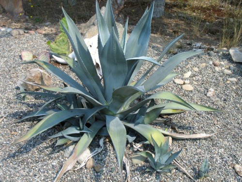 Agave Weberi