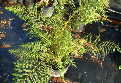 Cyathea Tomentosissima