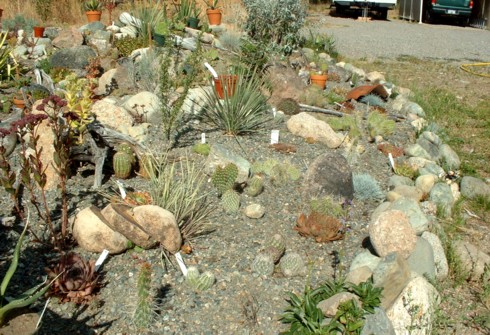 Cactus Gardens Pictures